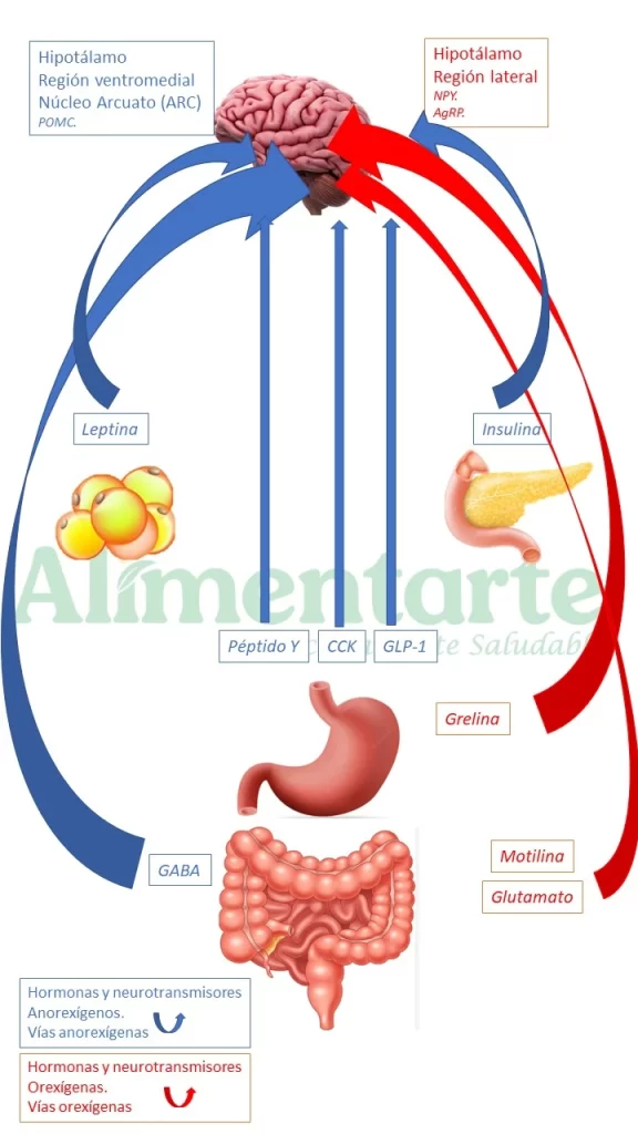 hambre y saciedad gráfico