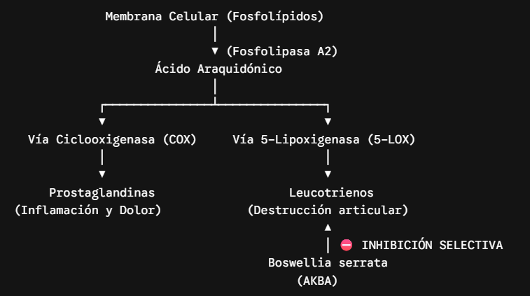 Boswellia mecanismo de acción