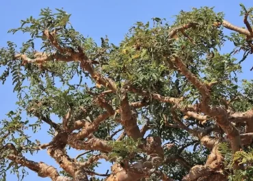 Boswellia Serrata