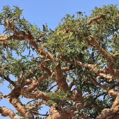 Boswellia Serrata