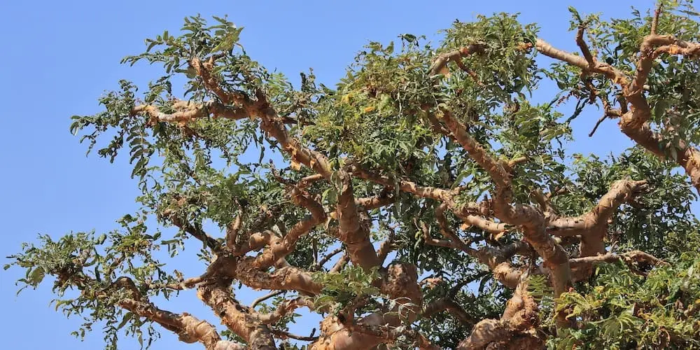 Boswellia serrata