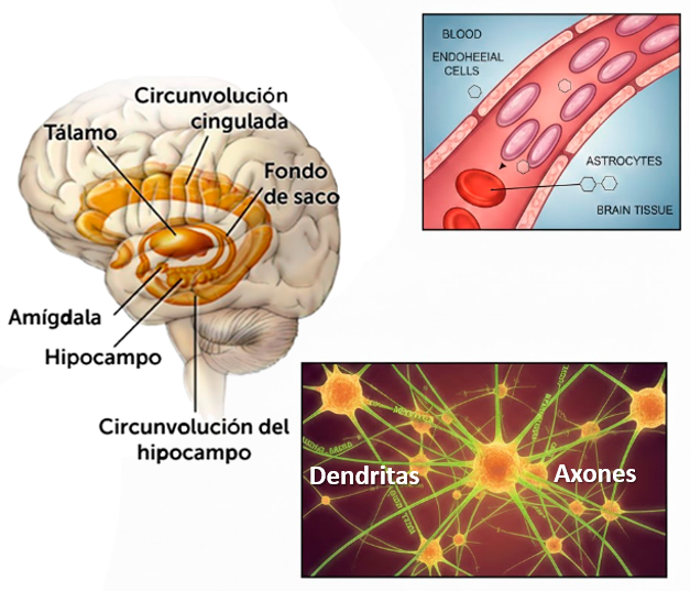 Captación de la glucosa por el cerebro