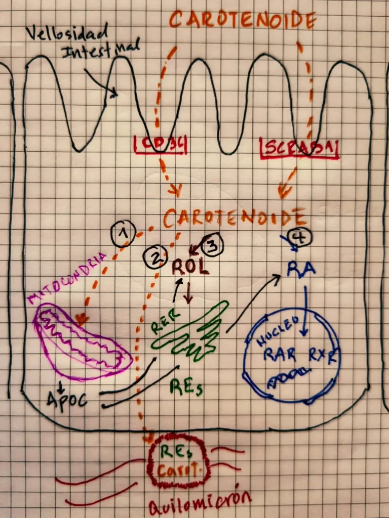 Carotenoides Metabolismo