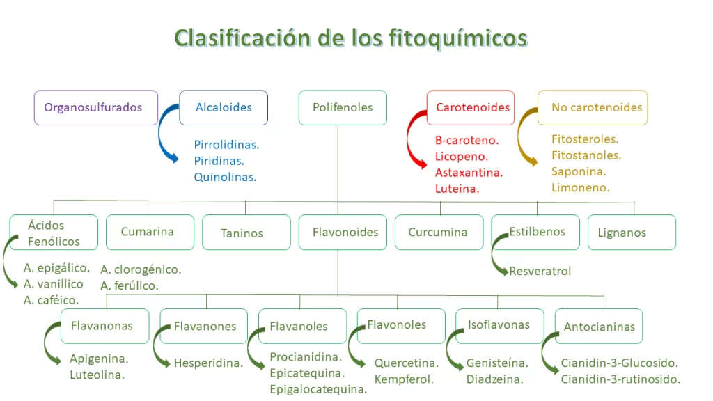 Vino tinto, cacao y té verde, los superpoderes de los fitoquímicos 1
