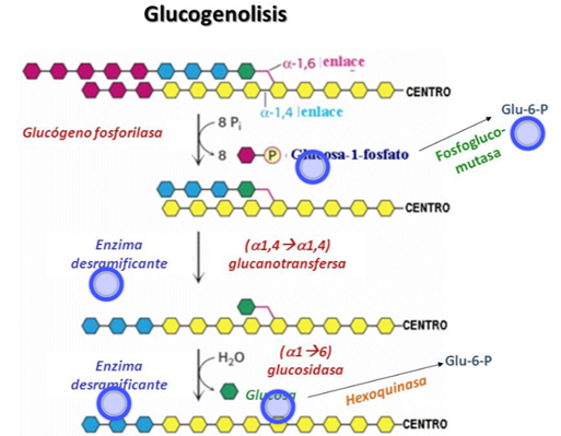 Glucógenolisis