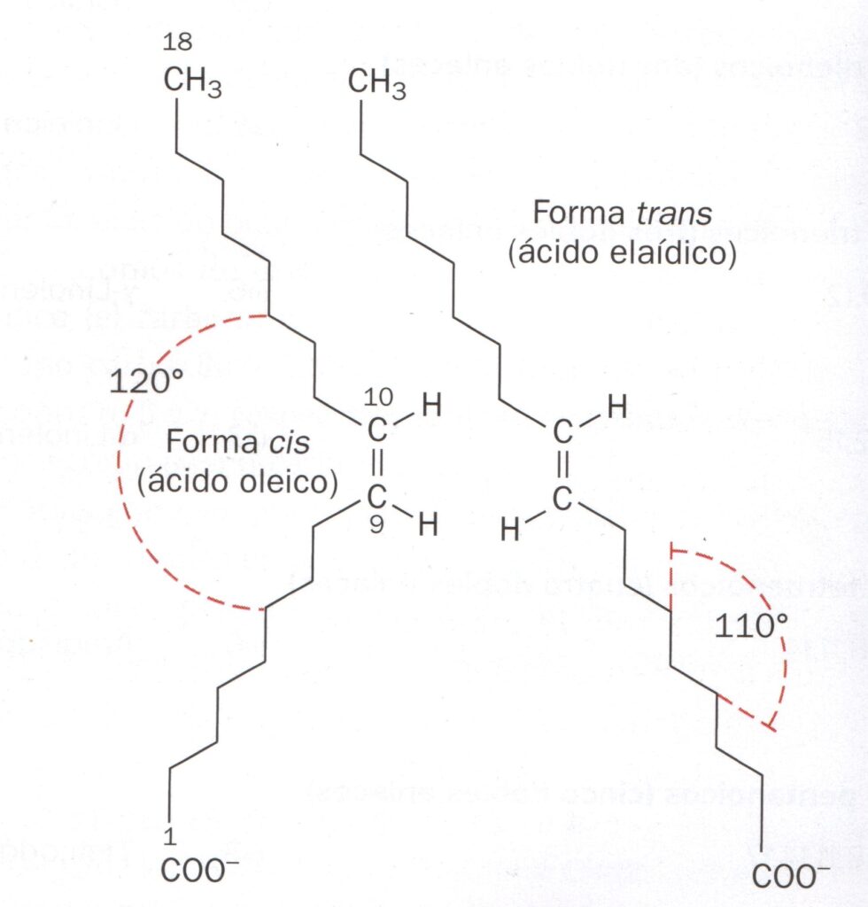 Los ácidos grasos isométricamente pueden tener posición espacial cis o trans.