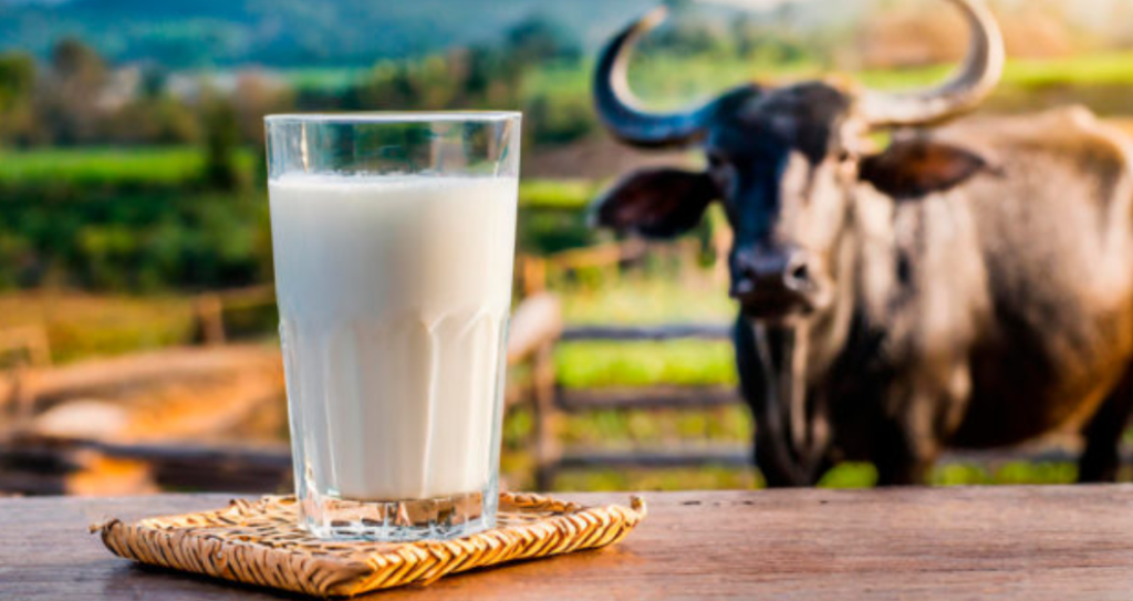Leche de bufala