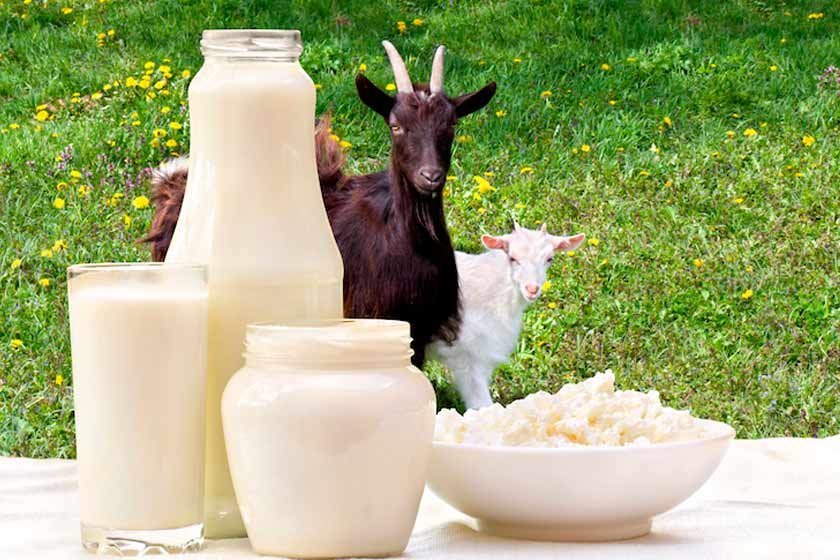 Leche, aspectos nutricionales 1