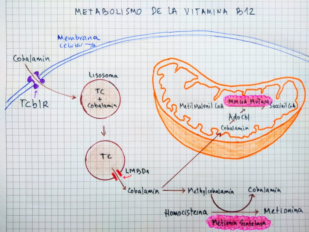 Metabolismo de vitamina B12