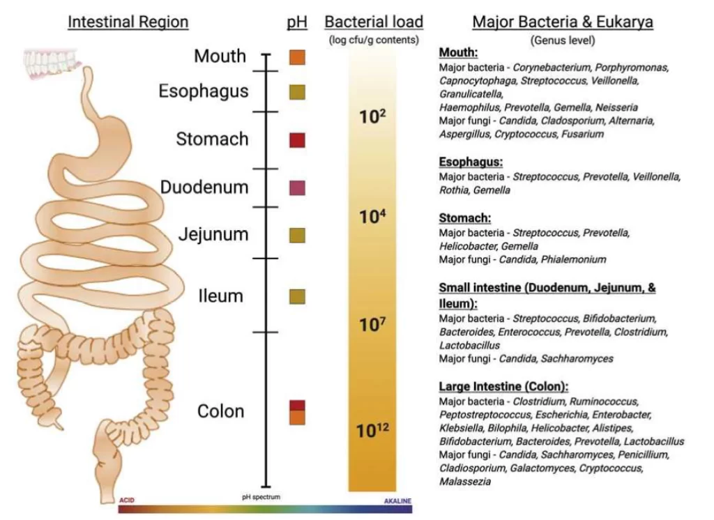 Microbioma en el sistema digestivo