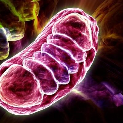 Disfunción mitocondrial y enfermedades mentales
