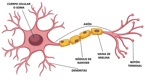 Partes de la neurona