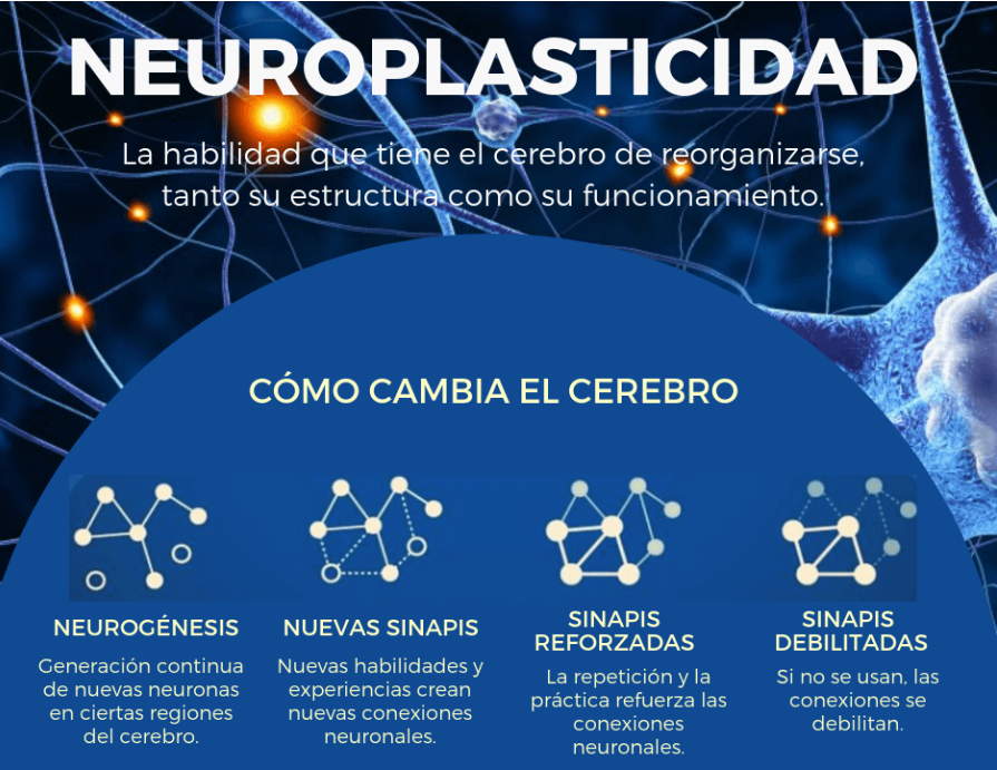 Neuroplasticidad 2