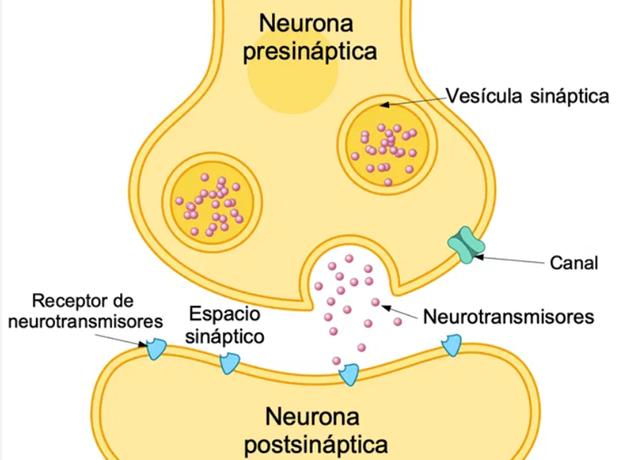 Fisiopatología de las enfermedades mentales 1