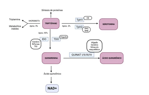 Microbiota y Salud Mental 1