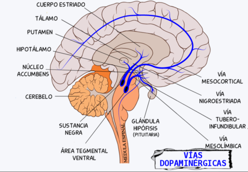 vias dopaminergicas
