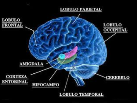 Estructuras del cerebro en neuroplasticidad