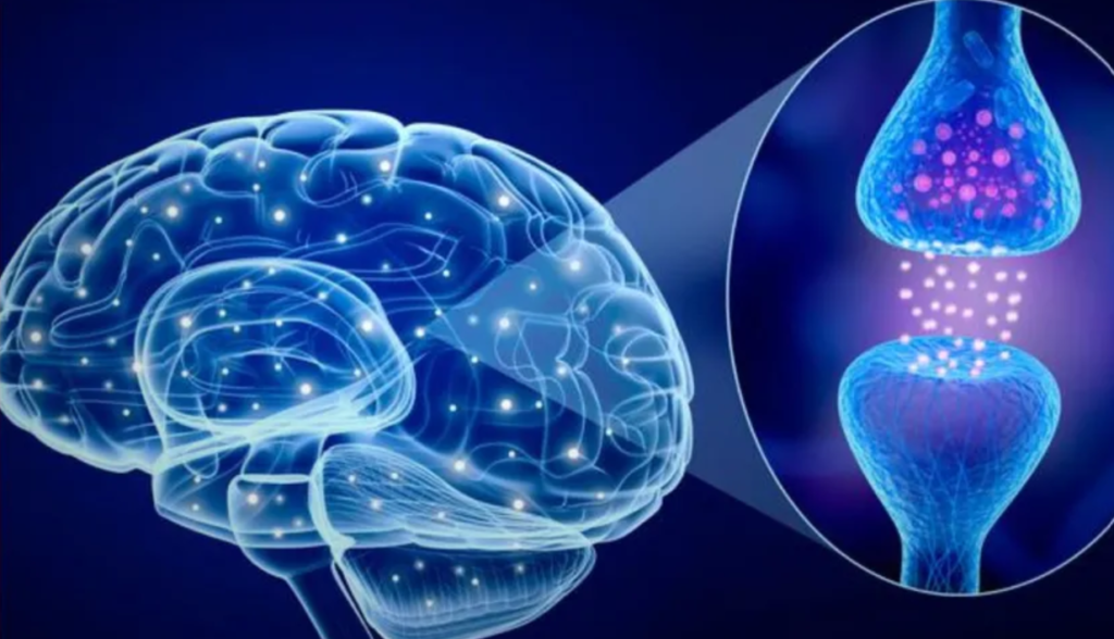 sinapsis neuronal