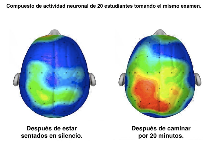 Neuroplasticidad 3